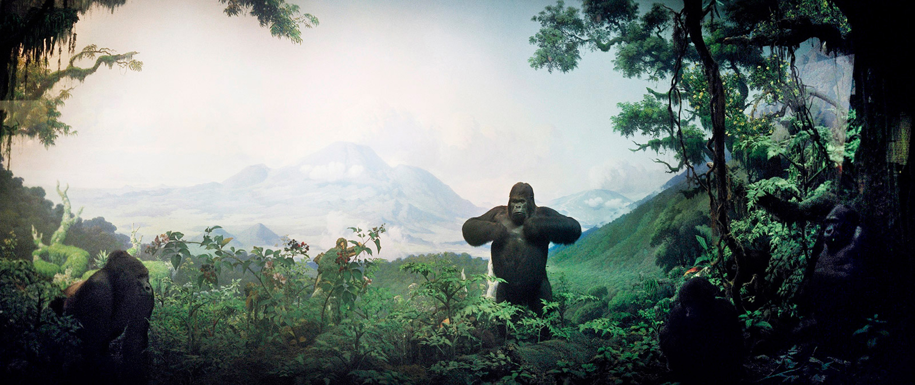 Gorillas