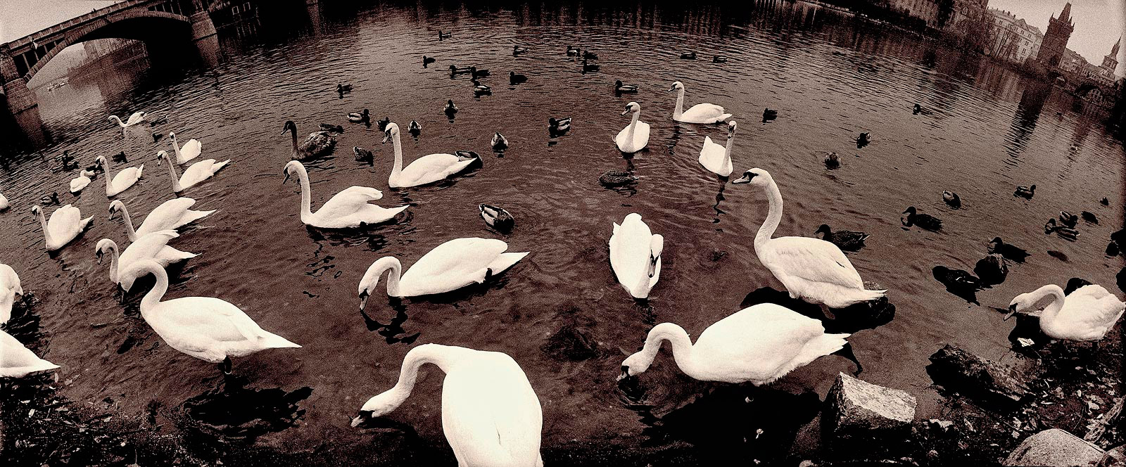 swans_prague